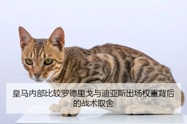 皇马内部比较罗德里戈与迪亚斯出场权重背后的战术取舍